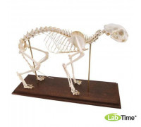Модель скелета кошки (Felis catus), 230 элем. гибкий крепеж