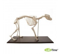 Модель скелета собаки (Canis lupus familiaris), Размер М, 280 элем. гибкий крепеж