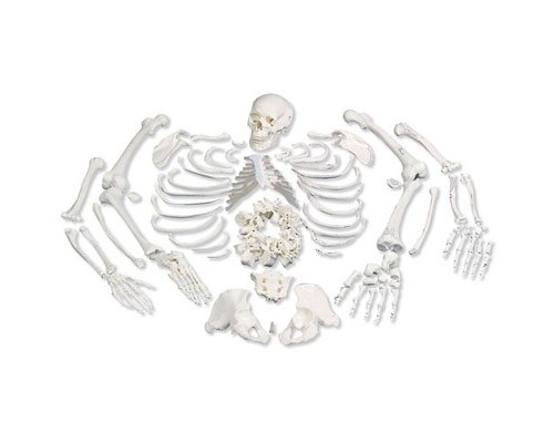 Модель цілого скелета, розібрана, з черепом з 3 частин