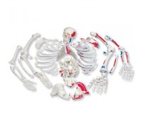 Раскрашенная модель целого скелета, разобранного, с разметкой мышц, с черепом из 3 частей