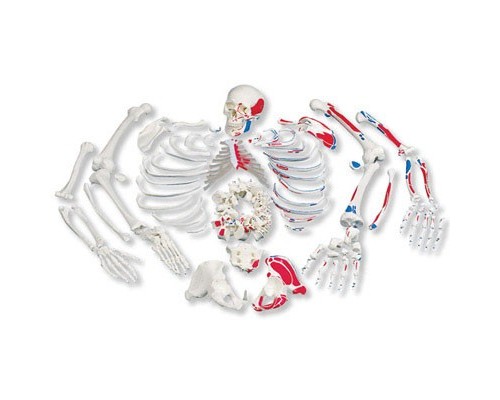 Розфарбована модель цілого скелета, розібраного, з розміткою м'язів, з черепом з 3 частин