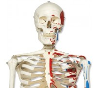 Модель кістяка з м'язами «Max», що підвішується на 5-Рожкової роликового стійці