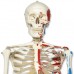 Модель кістяка з м'язами «Max», що підвішується на 5-Рожкової роликового стійці