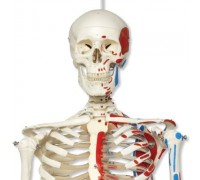 Модель скелета с мышцами «Max», на 5-рожковой роликовой стойке