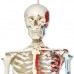 Модель кістяка з м'язами «Max», на 5-Рожкової роликового стійці