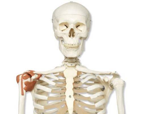 Модель скелета со связками «Leo», на 5-рожковой роликовой стойке