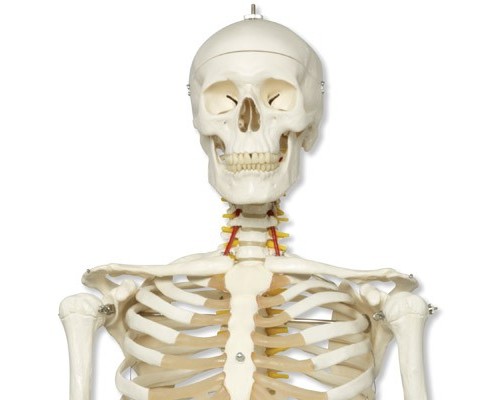 Модель гибкого скелета «Fred» класса «люкс», на 5-рожковой роликовой стойке