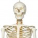 Модель гибкого скелета «Fred» класса «люкс», на 5-рожковой роликовой стойке