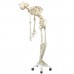 Модель гнучкого скелета «Fred» класу «люкс», на 5-Рожкової роликового стійці