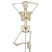 Модель гнучкого скелета «Fred» класу «люкс», на 5-Рожкової роликового стійці