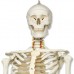 Функціональна і фізіологічна модель скелета людини Френк на підвісний підставці