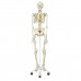 Функциональная и физиологическая модель скелета человека Фрэнк на подвесной подставке