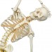 Функціональна і фізіологічна модель скелета людини Френк на підвісний підставці