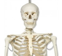 Физиологическая модель скелета «Phil», подвешиваемая на роликовой стойке