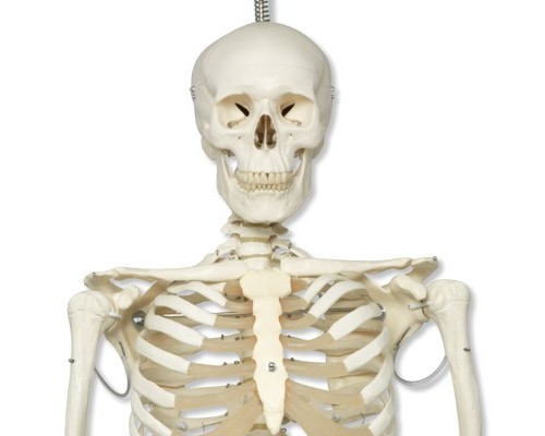Фізіологічна модель скелета «Phil», що підвішується на роликовій стійці