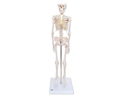 Модель міні-скелета «Shorty», на підставці