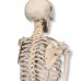 Модель мини-скелета «Shorty», на подставке