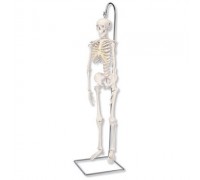 Модель мини-скелета «Shorty», подвешиваемая на стойке