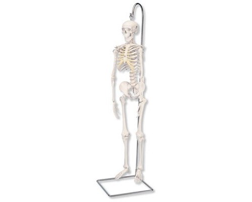 Модель міні-скелета «Shorty», що підвішується на стійці