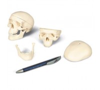 Модель мини-черепа, 3 части