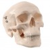 Модель мини-черепа, 3 части