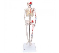 Модель мини-скелета «Shorty», с разметкой мышц, на подставке