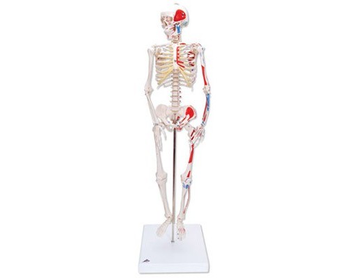 Модель міні-скелета «Shorty», з розміткою м'язів, на підставці