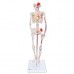 Модель міні-скелета «Shorty», з розміткою м'язів, на підставці