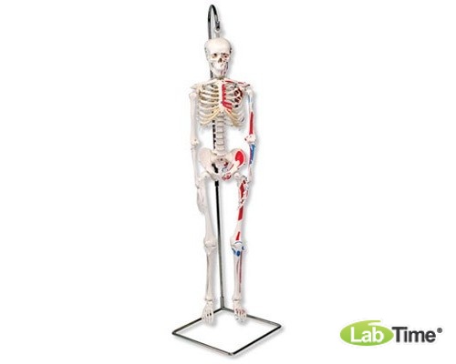 Модель мини-скелета «Shorty», с разметкой мышц, подвешиваемая на стойке