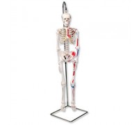 Модель міні-скелета «Shorty», з розміткою м'язів, що підвішується на стійці
