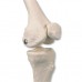 Модель міні-скелета «Shorty», з розміткою м'язів, що підвішується на стійці