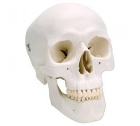Класична модель черепа, 3 частини