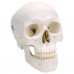 Класична модель черепа, 3 частини