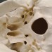 Модель черепа на шийному відділі хребта, 4 частини