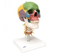 Дидактическая модель черепа на шейном отделе позвоночника, 4 части