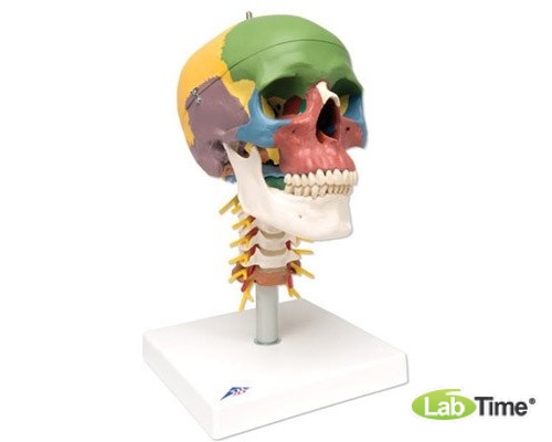 Дидактическая модель черепа на шейном отделе позвоночника, 4 части