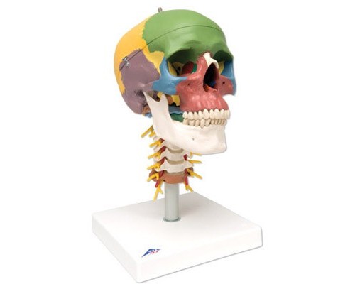 Дидактична модель черепа на шийному відділі хребта, 4 частини