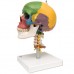 Дидактична модель черепа на шийному відділі хребта, 4 частини