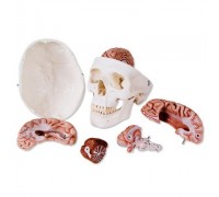 Класична модель черепа з мозком, 8 частин