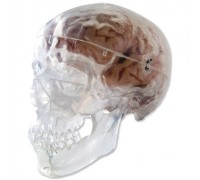 Классическая модель прозрачного черепа, 3 части