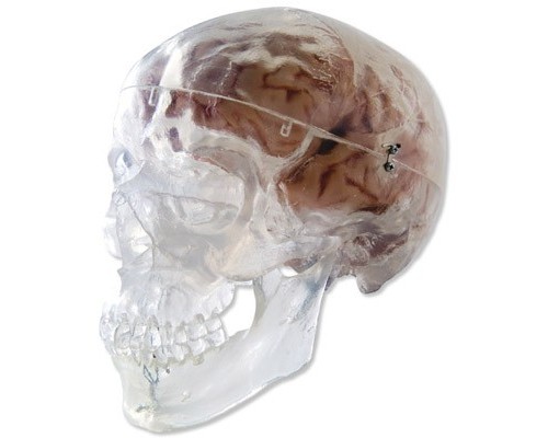 Класична модель прозорого черепа, 3 частини