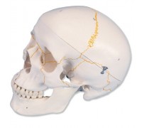 Классическая модель черепа, пронумерованная, 3 части