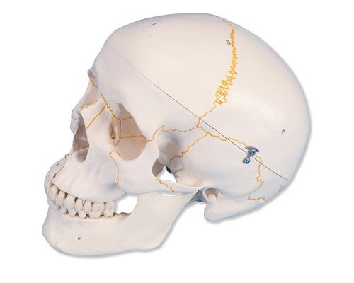 Класична модель черепа, пронумерована, 3 частини