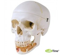 Классическая модель черепа, с открывающейся челюстью, 3 части