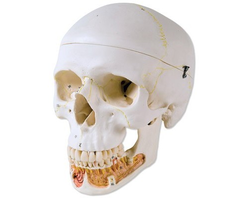 Класична модель черепа, з відкривається щелепою, 3 частини