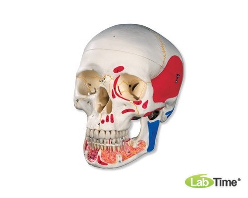 Классическая модель черепа, раскрашенная, с открывающейся челюстью, 3 части