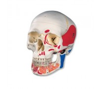 Класична модель черепа, розфарбована, з відкривається щелепою, 3 частини