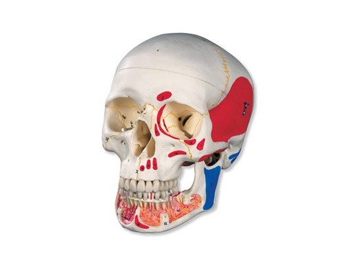Класична модель черепа, розфарбована, з відкривається щелепою, 3 частини