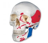 Классическая модель черепа, раскрашенная, 3 части