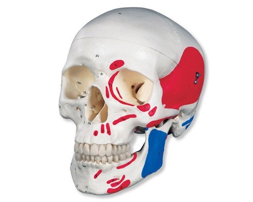 Класична модель черепа, розфарбована, 3 частини